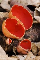 Scarlet Elf Cup