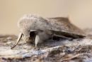 Small Quaker ?