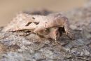Hebrew Character Moth
