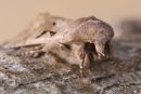 Hebrew Character Moth