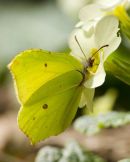 Brimstone