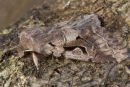 Hebrew Character Moth