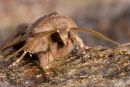 Hebrew Character Moth