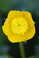 Buttercup