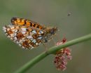 Small_Pearl_Bordered_Fritilliary