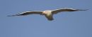Greater Black-backed Gull