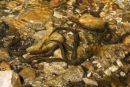 Brook Lamprey