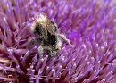 Pollen_Covered_Bumble_Bee