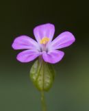 shining crane's bill