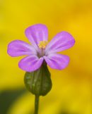 shining crane's bill