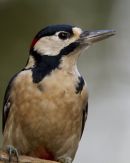 Male Greater Spotted Woodpecker