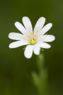greater stitchwort