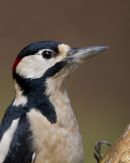 Male Greater Spotted Woodpecker