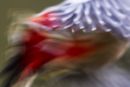 Abstract - Greater Spotted Woodpecker