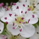 hawthorn