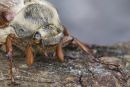 Cockchafer