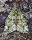 carpet moth