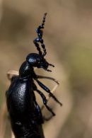 Black Oil Beetle