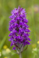 southern marsh orchid