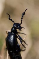 Black Oil Beetle