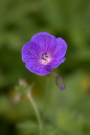 Geranium