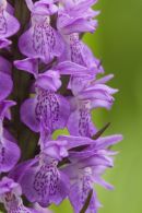 southern marsh orchid