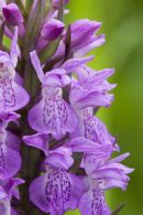 Southern Marsh Orchid