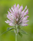 red clover