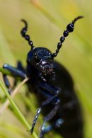 Black Oil Beetle