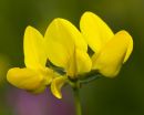 bird's-foot-trefoil