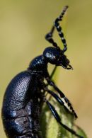 Black Oil Beetle