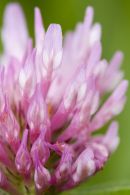red clover