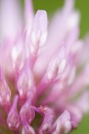 Red Clover