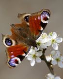 Peacock Butterfly