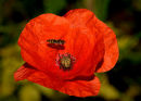 Poppy_&_Hover_Fly