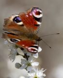 Peacock Butterfly