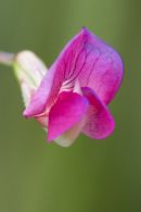 grass vetchling