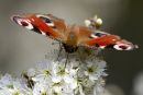 Peacock Butterfly