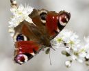 Peacock Butterfly
