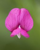 grass vetchling