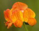 bird's-foot-trefoil