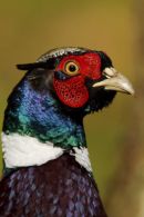 Male (Cock) Pheasant