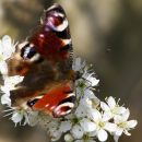 Peacock Butterfly