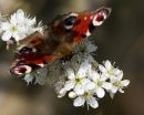 Peacock Butterfly