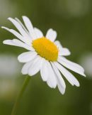 Oxeye daisy