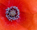 long-headed poppy