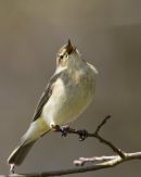 Chiffchaff