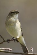 Chiffchaff
