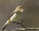 Chiffchaff