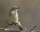 Chiffchaff